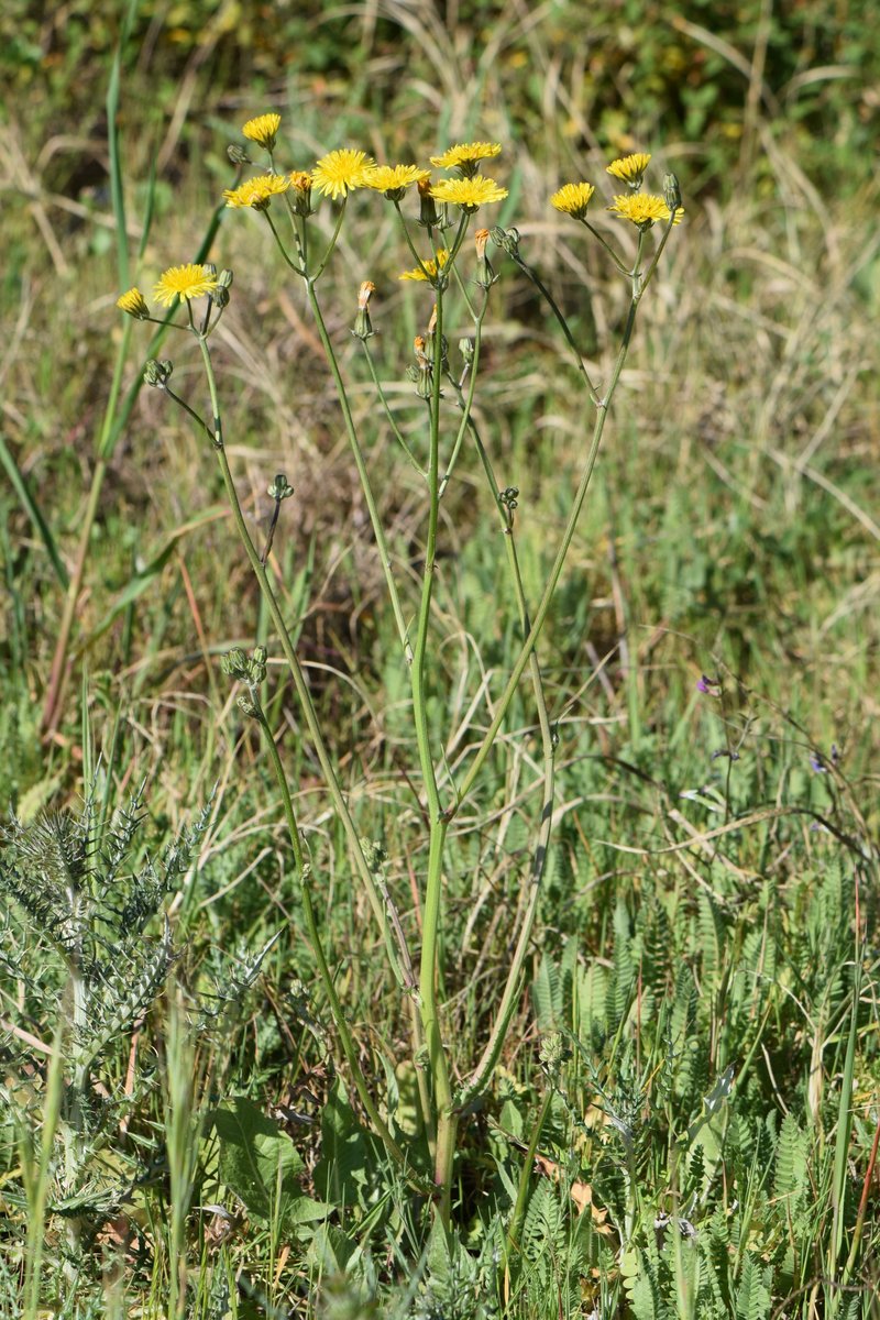 Beaked Hawksbeard photo 5