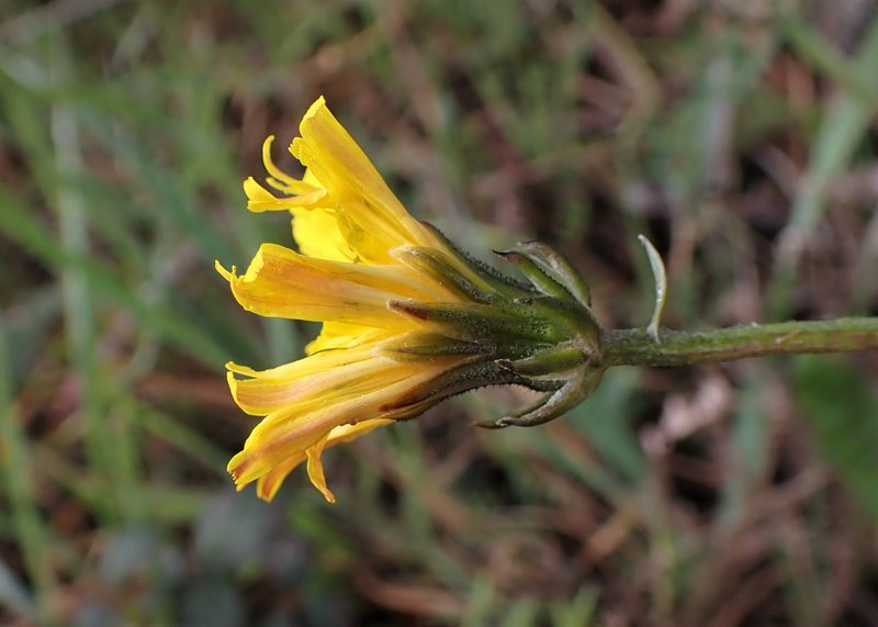 Beaked Hawksbeard photo 6