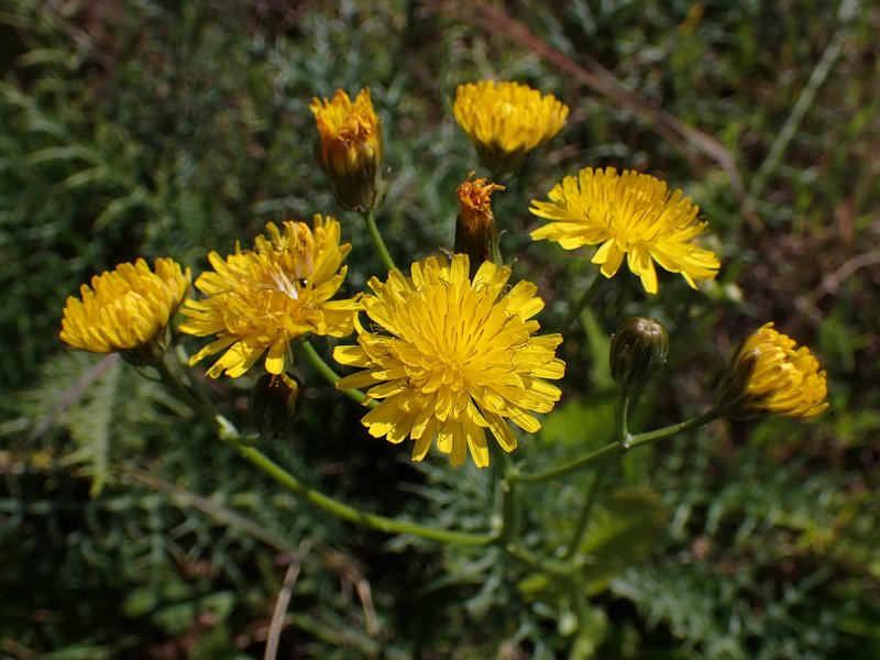 Beaked Hawksbeard photo 7