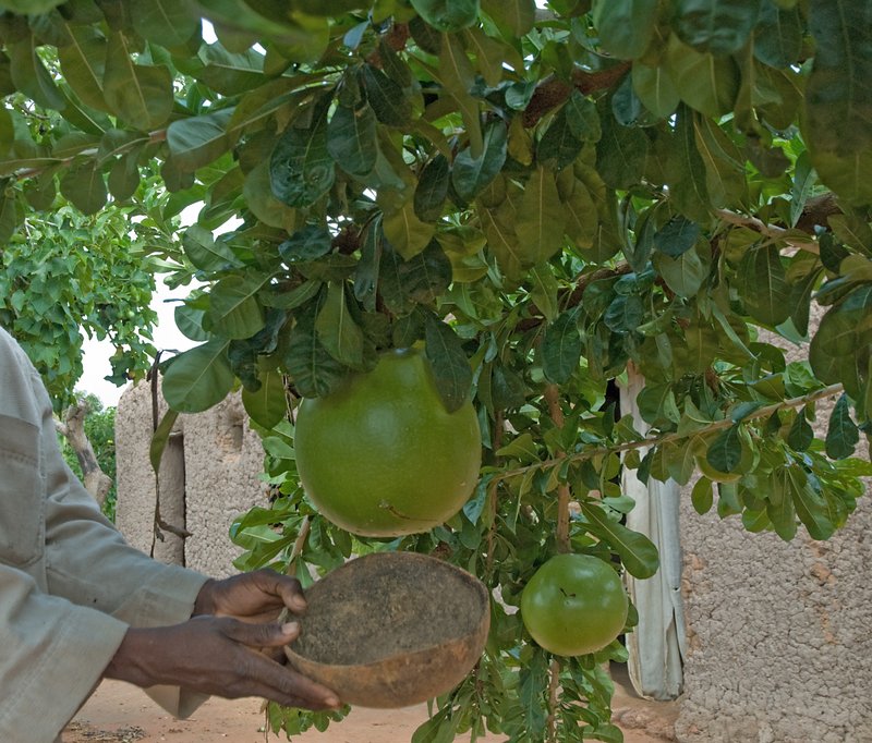 Common Calabash Tree