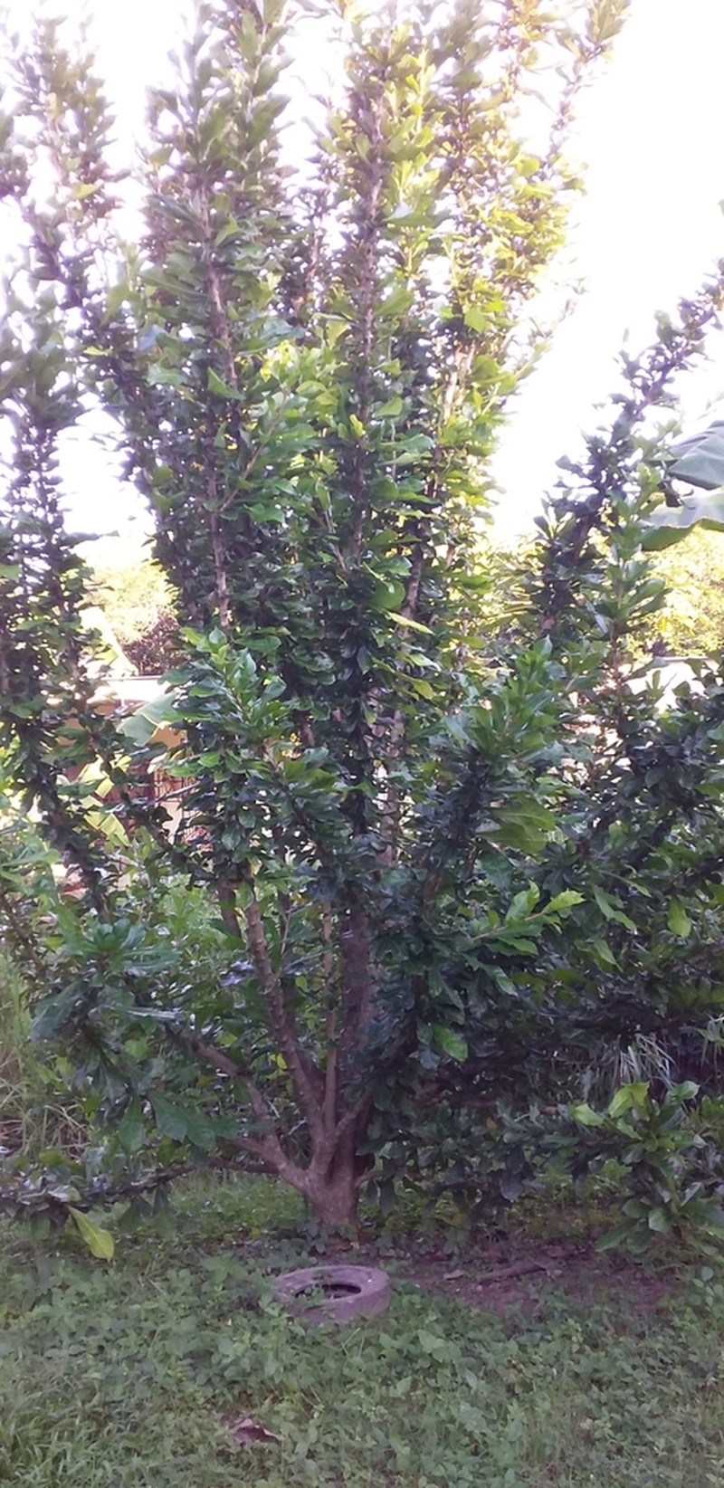 Common Calabash Tree