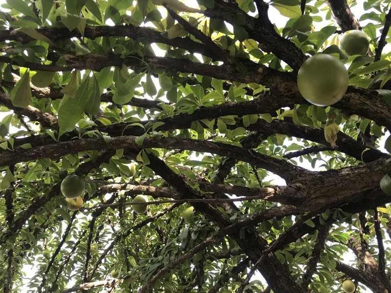 Common Calabash Tree photo 2