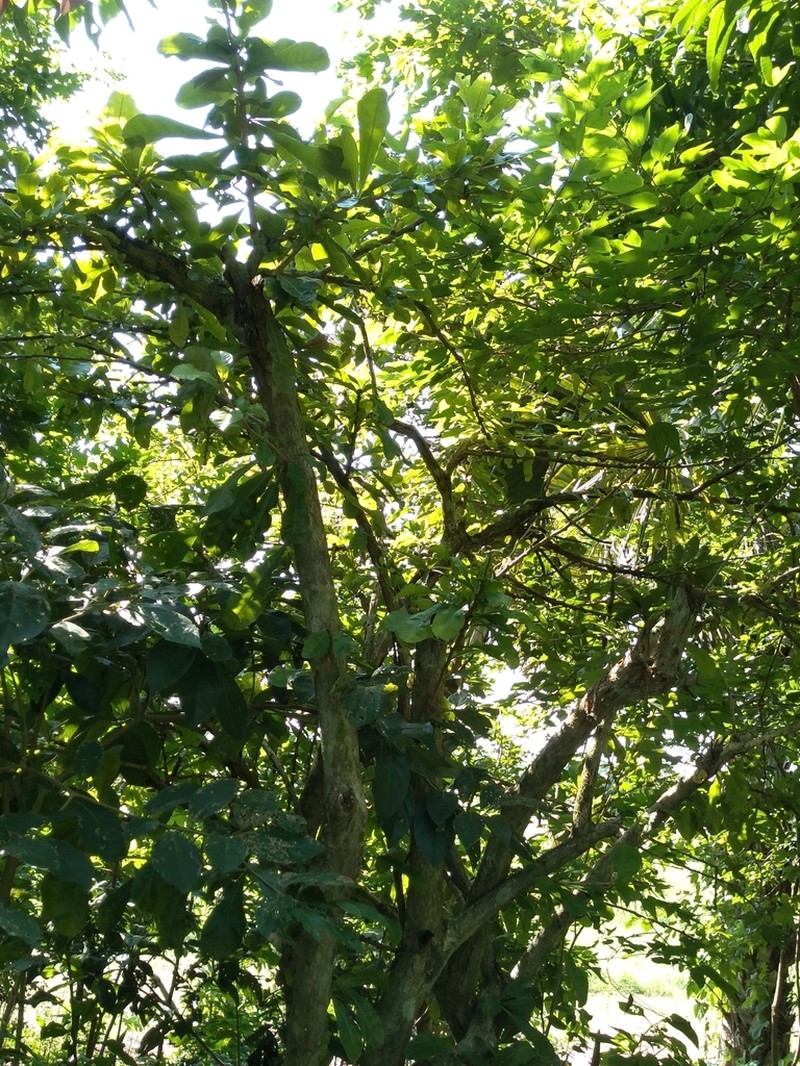 Common Calabash Tree photo 3