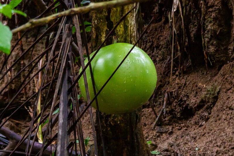 Common Calabash Tree photo 4