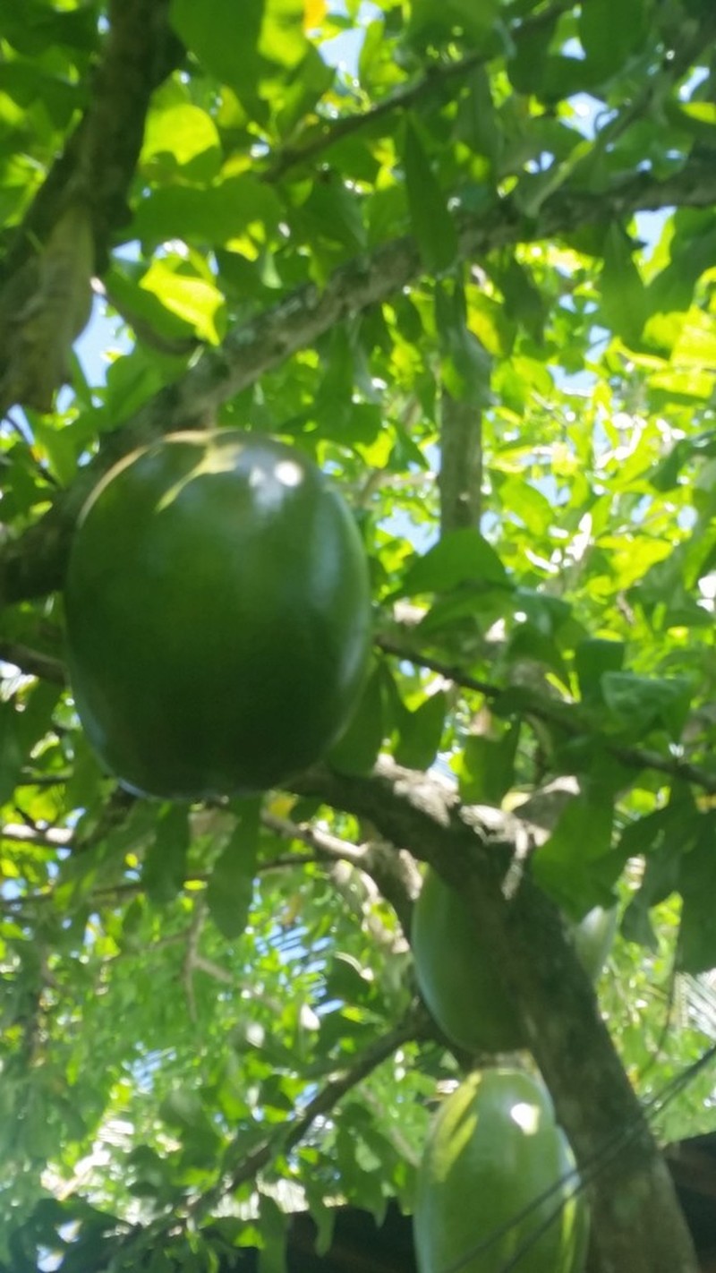 Common Calabash Tree photo 5