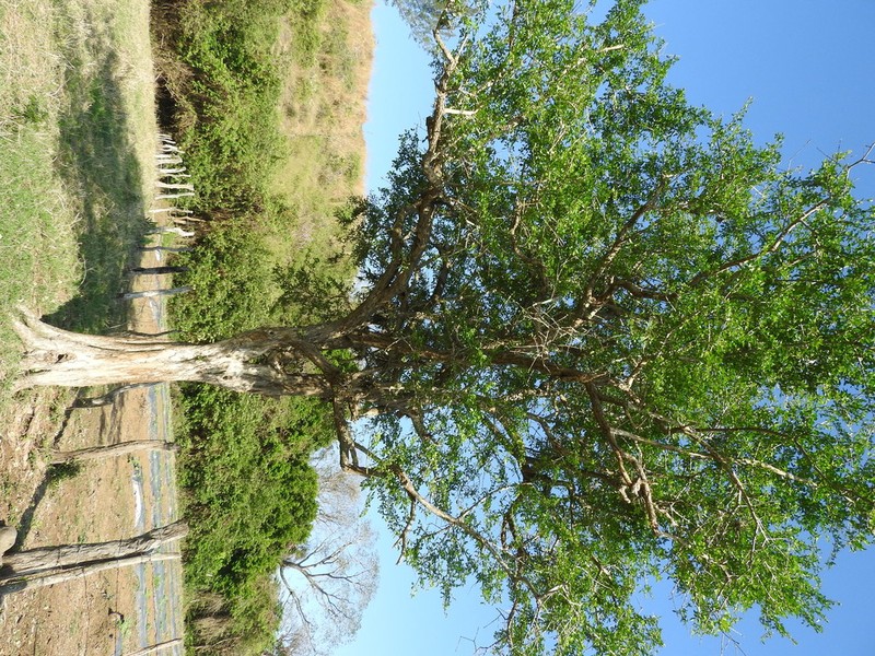 Common Calabash Tree photo 6