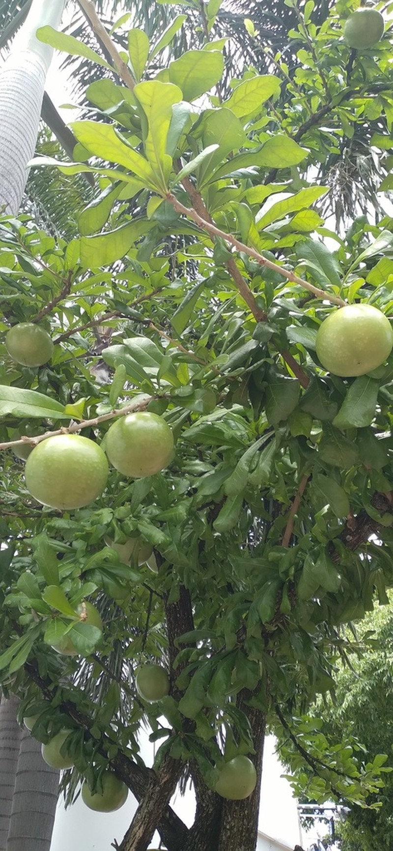 Common Calabash Tree photo 7
