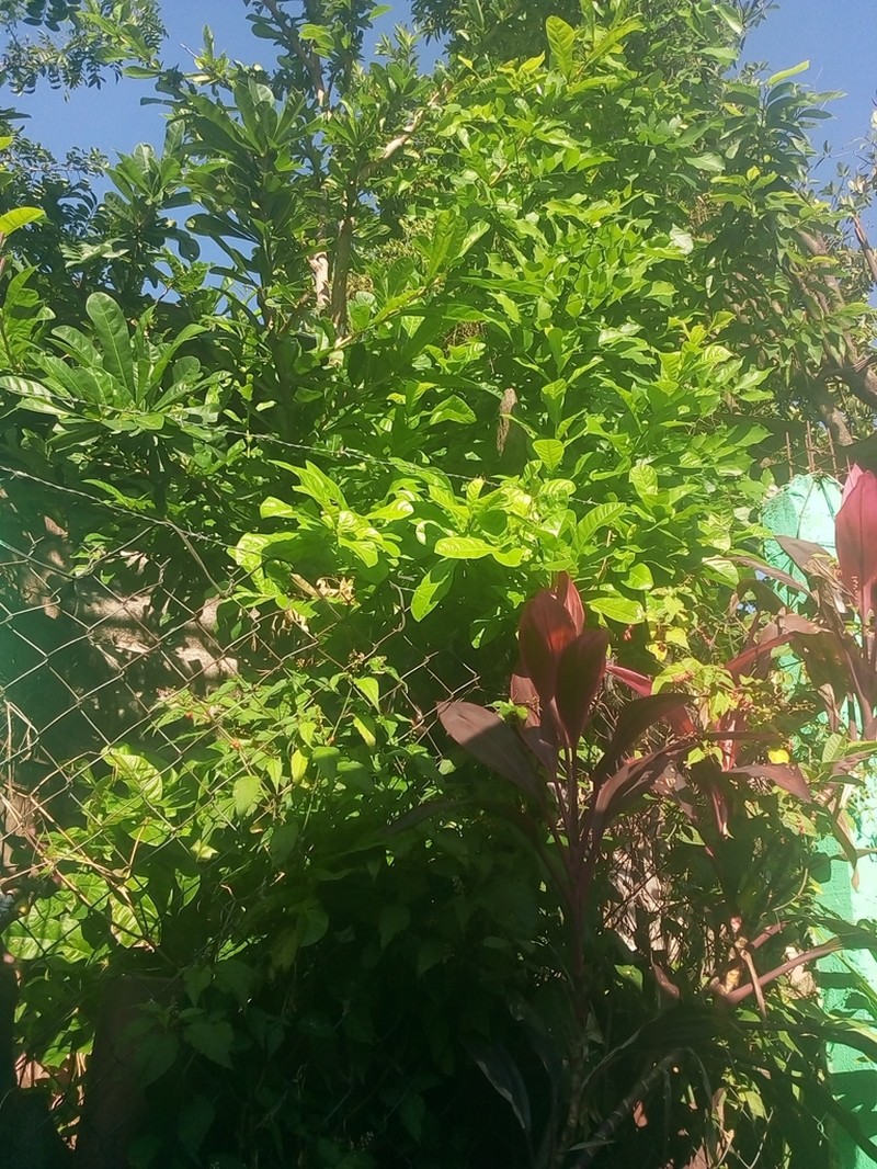 Common Calabash Tree photo 8