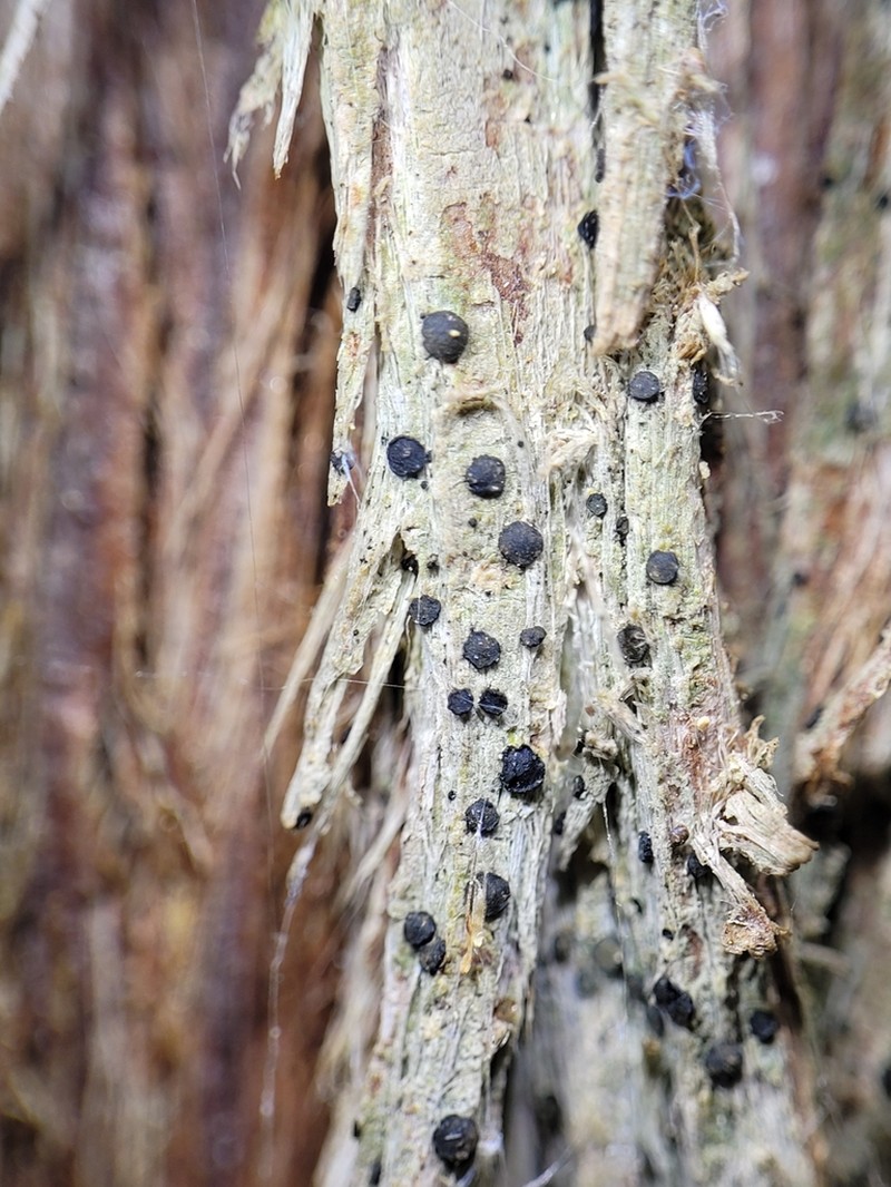 Cresponea chloroconia