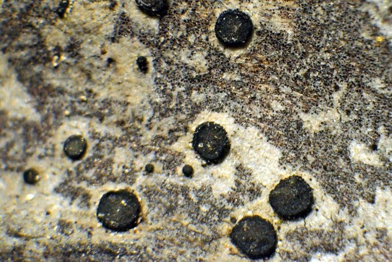 Cresponea chloroconia photo 2