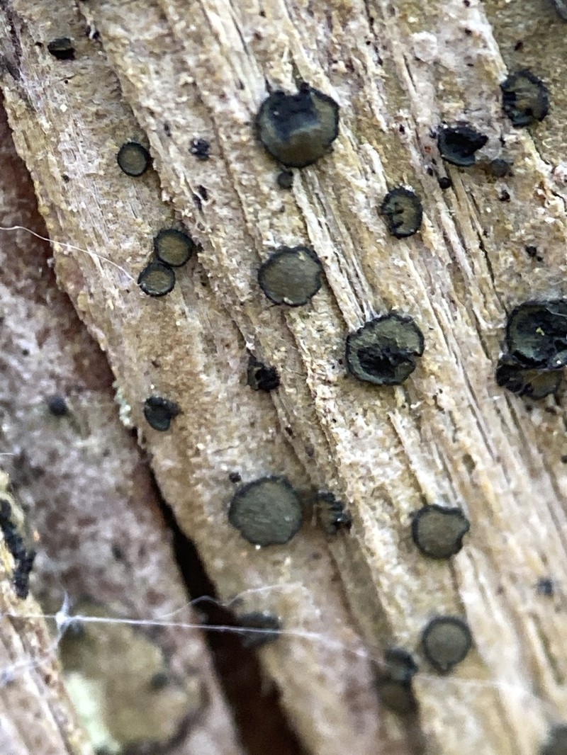 Cresponea chloroconia photo 3
