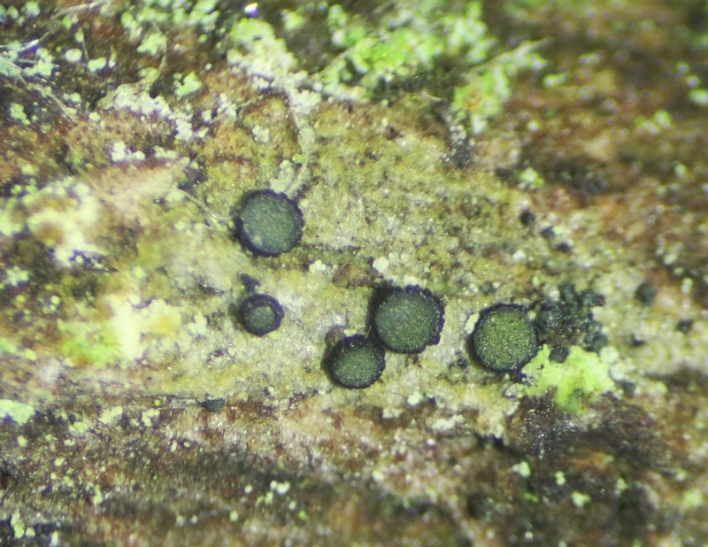 Cresponea chloroconia photo 4