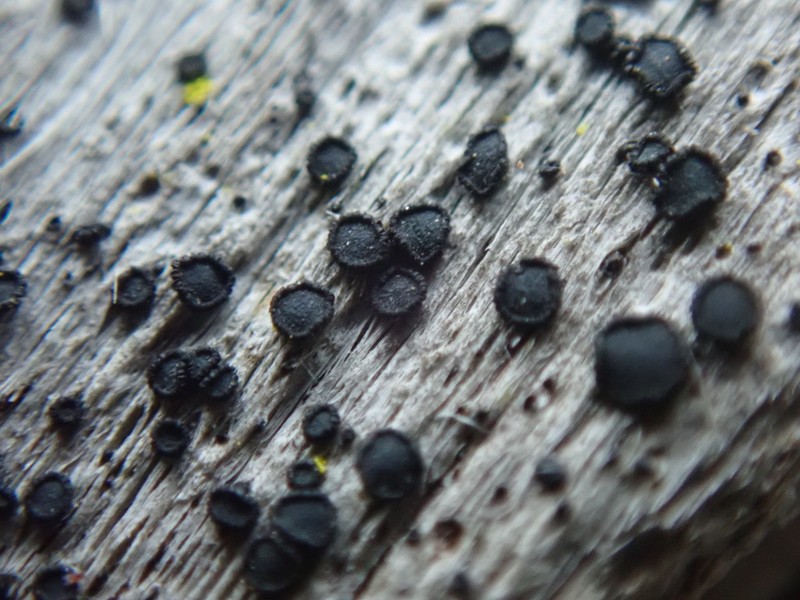 Cresponea chloroconia photo 5