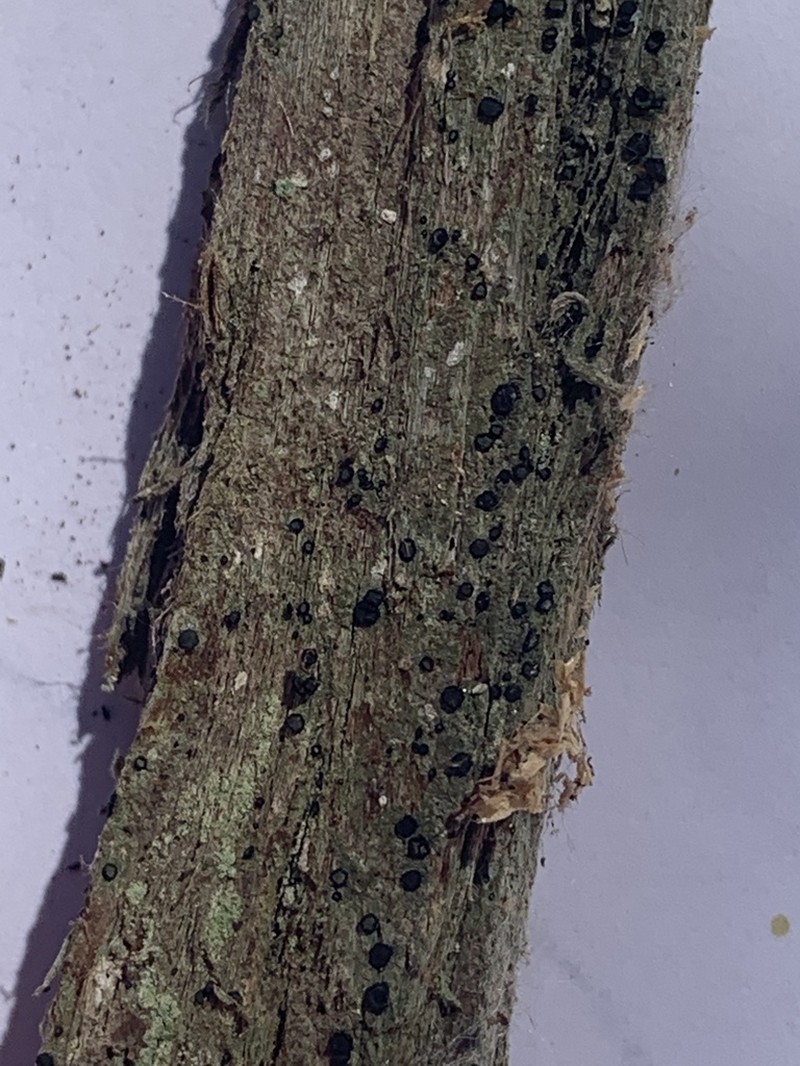 Cresponea chloroconia photo 6