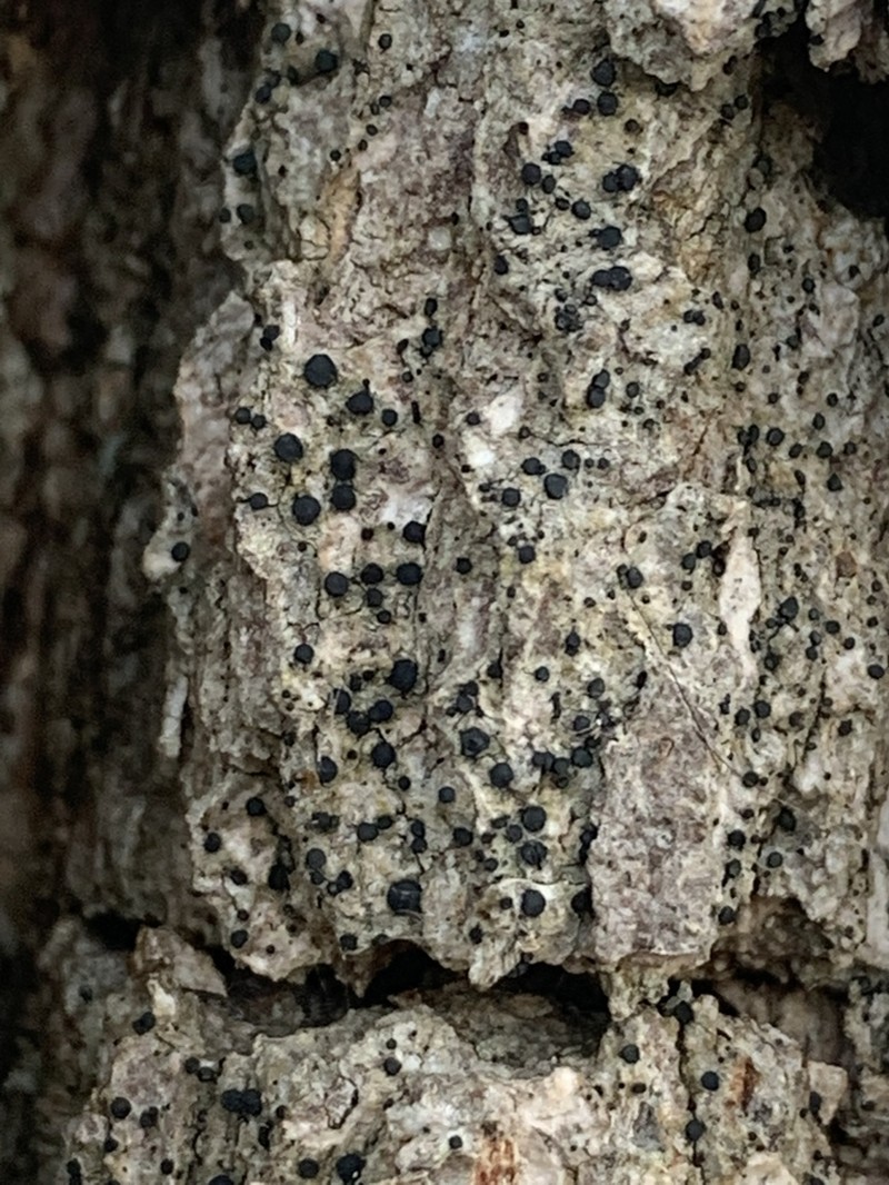 Cresponea chloroconia photo 7