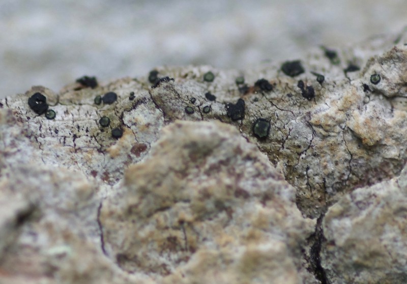 Cresponea chloroconia photo 8