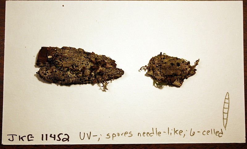 Cresponea flava photo 2