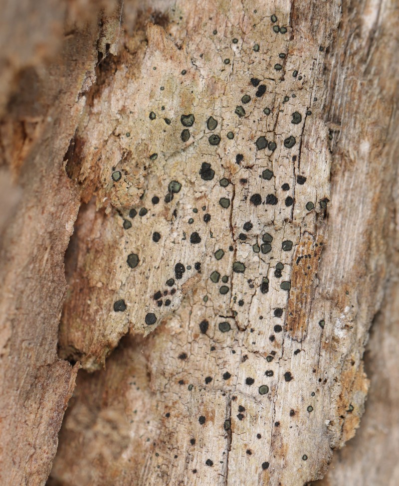 Cresponea flava photo 7