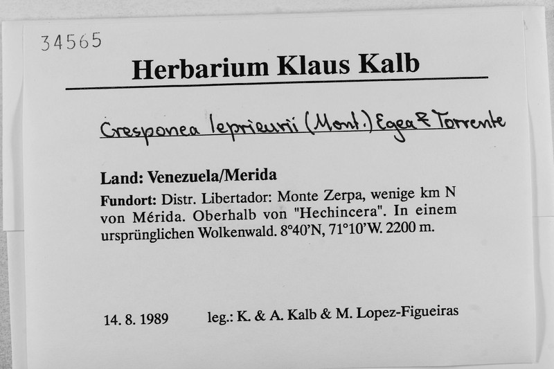 Cresponea leprieurii photo 2