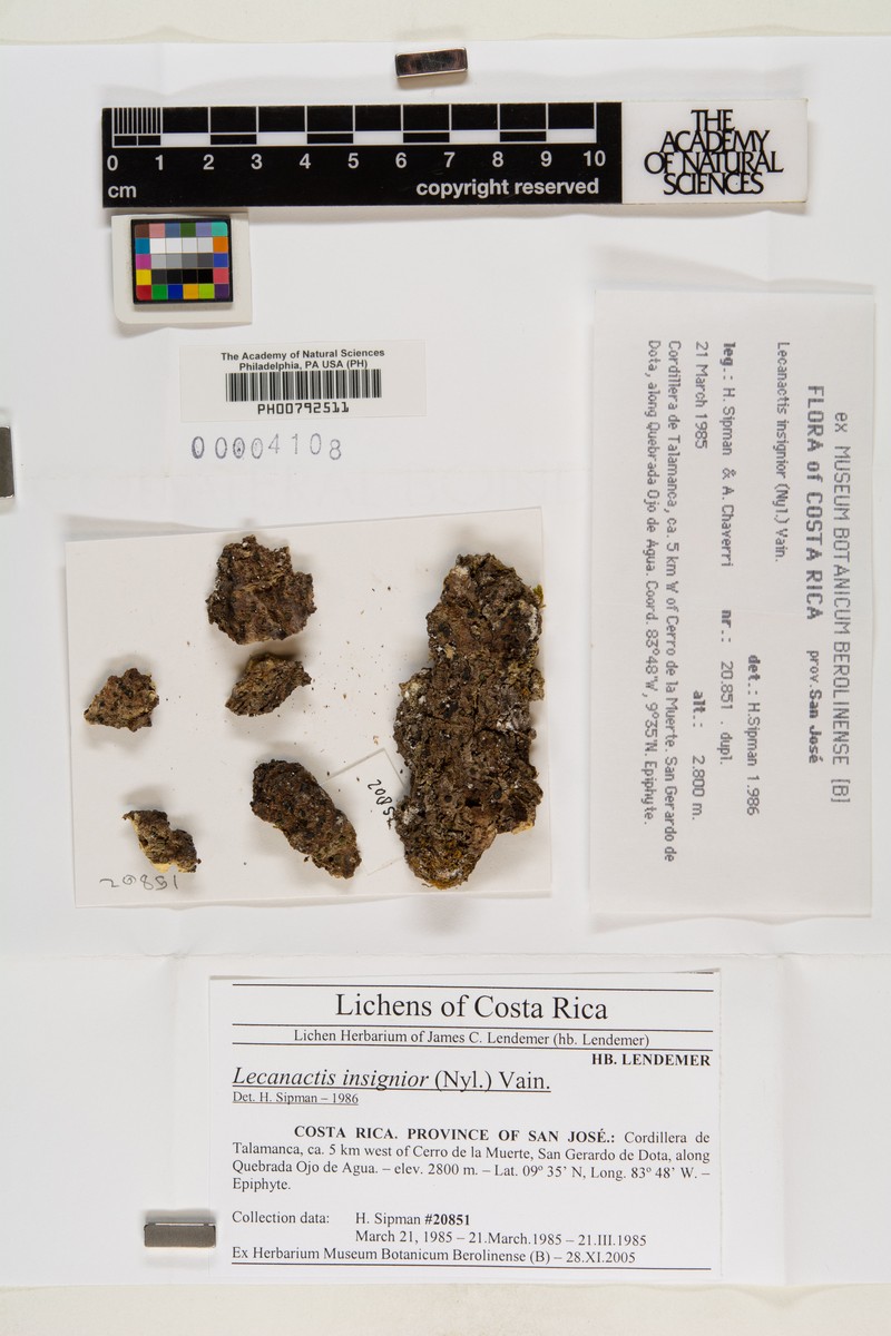 Cresponea leprieurii photo 3