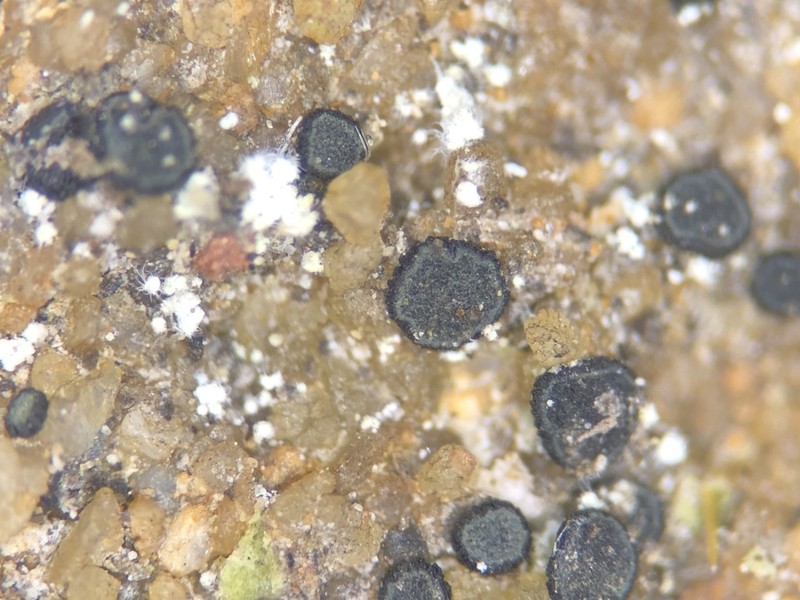 Cresponea premnea