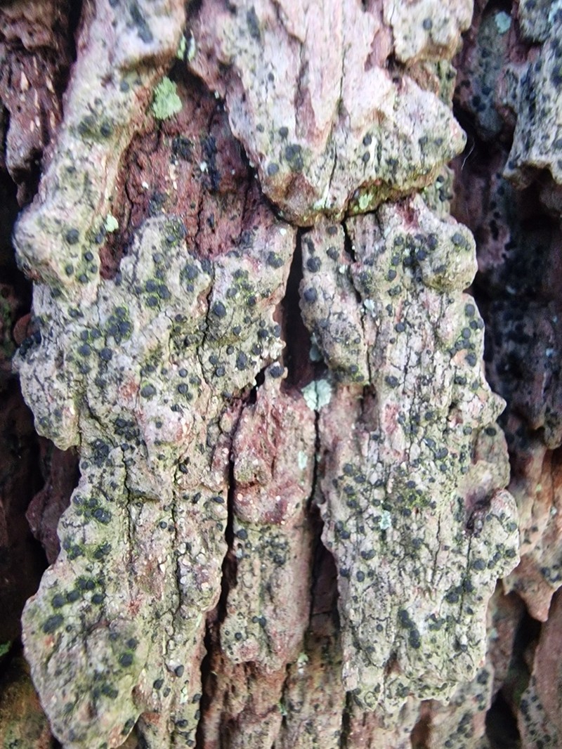 Cresponea premnea photo 2
