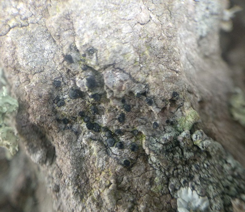 Cresponea premnea photo 3