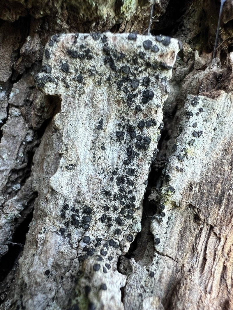 Cresponea premnea photo 4