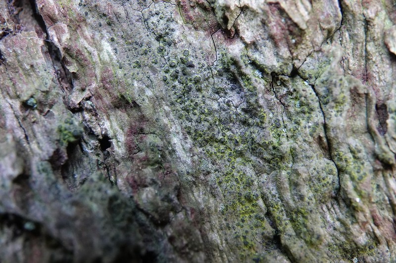 Cresponea premnea photo 5