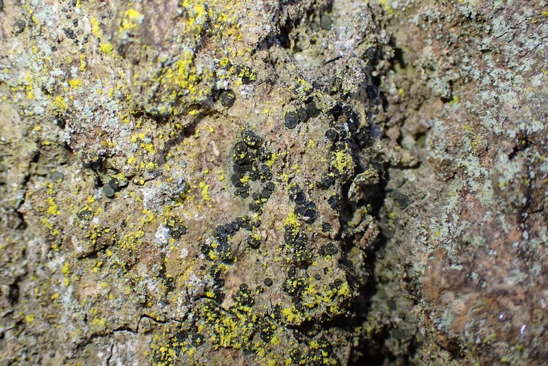 Cresponea premnea photo 6