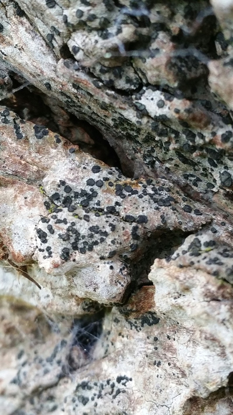 Cresponea premnea photo 7