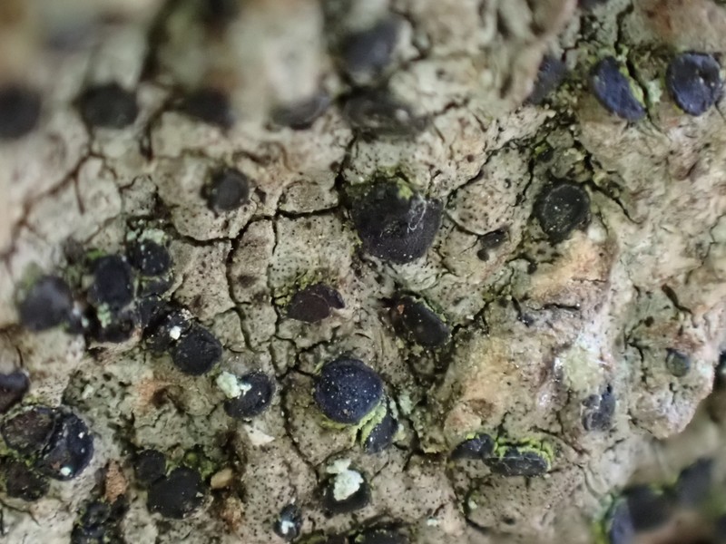 Cresponea premnea photo 8