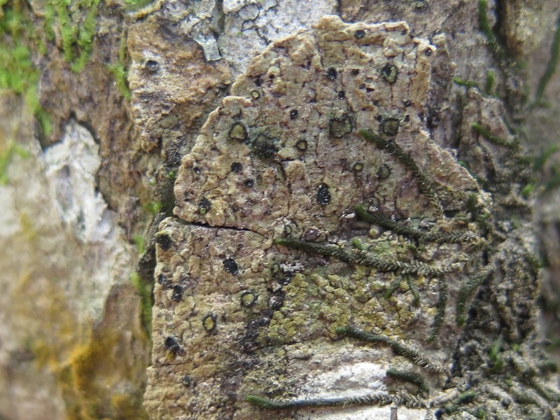 Cresponea proimata