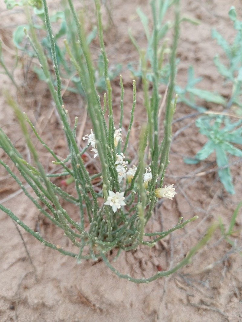 Nakedstem Alkaliweed