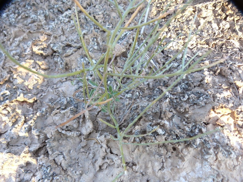 Nakedstem Alkaliweed photo 2
