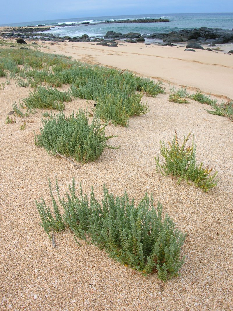 Spreading Alkaliweed