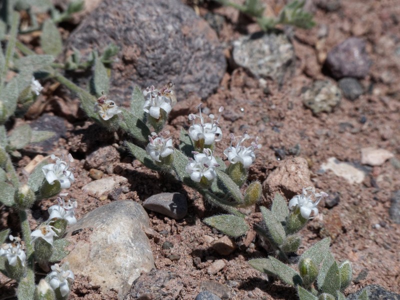 Spreading Alkaliweed photo 2