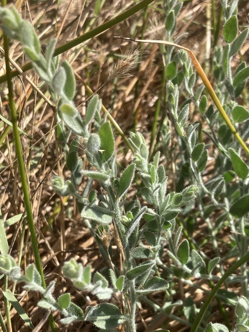 Spreading Alkaliweed photo 3