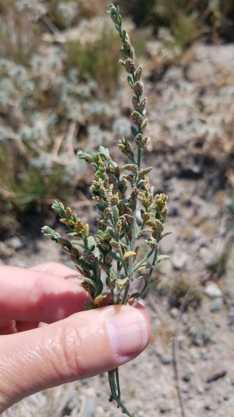Spreading Alkaliweed photo 4