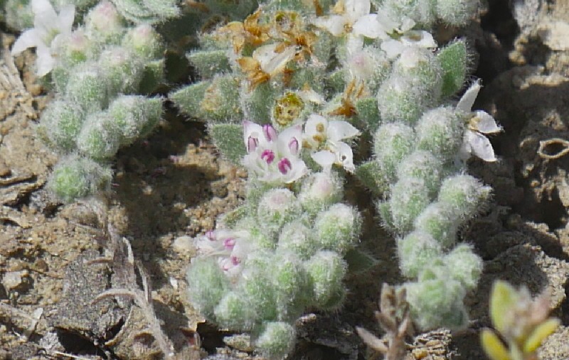 Spreading Alkaliweed photo 5