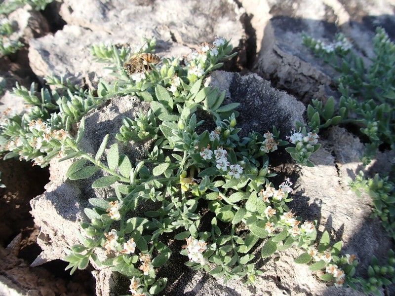 Spreading Alkaliweed photo 6
