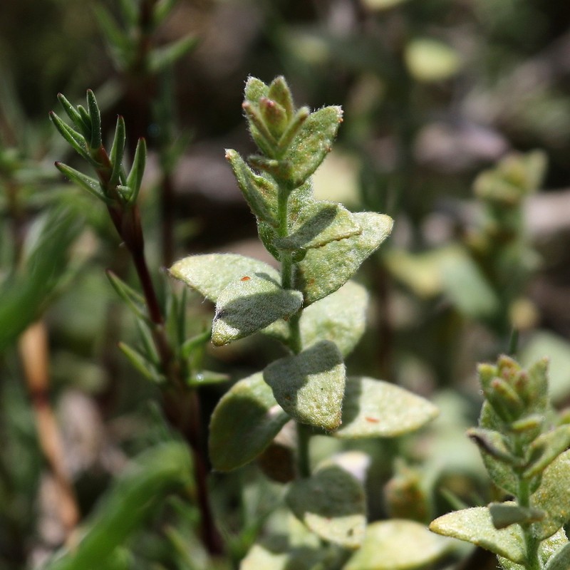 Spreading Alkaliweed photo 7