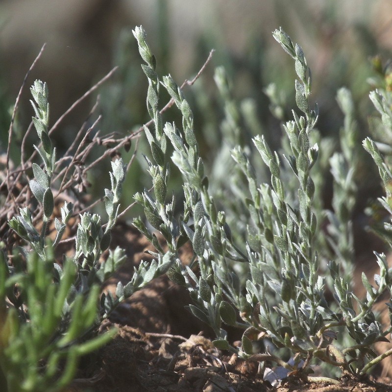 Spreading Alkaliweed photo 8