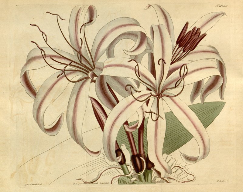 Crinum amabile