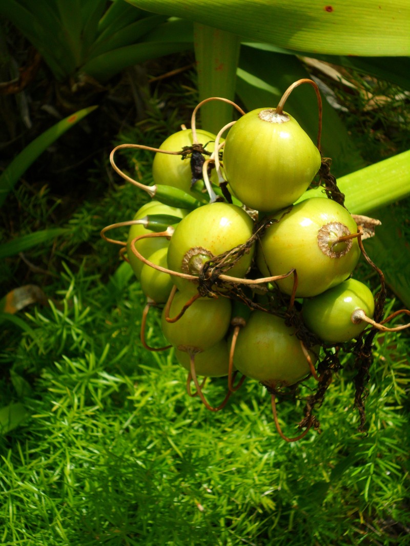 Poisonbulb photo 5