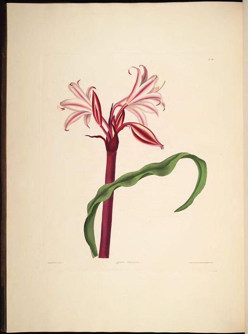 Ceylon Swamplily photo 2