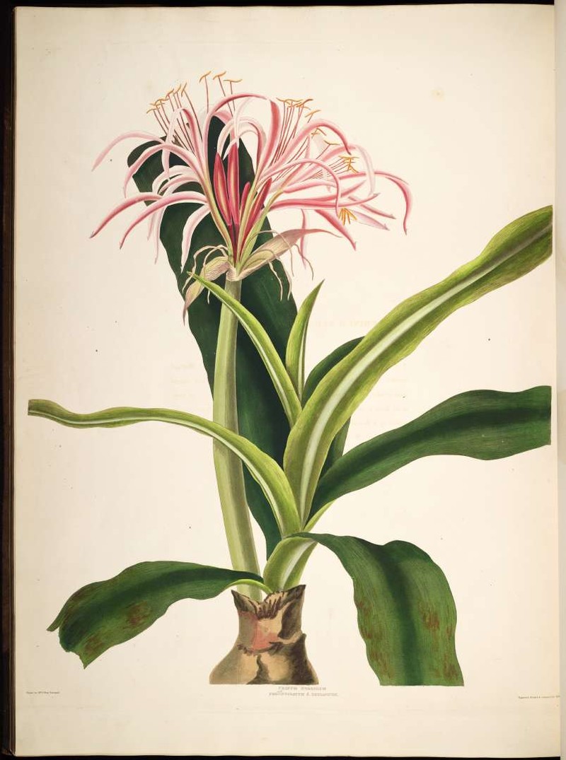 Ceylon Swamplily photo 3