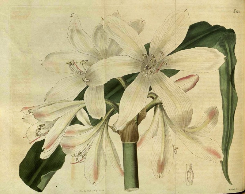 Ceylon Swamplily photo 4