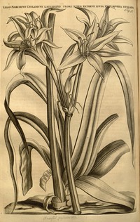 Ceylon Swamplily