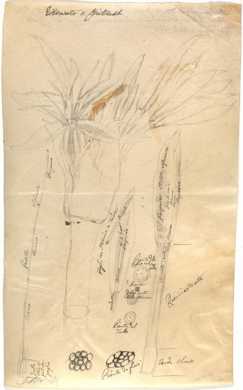 Ceylon Swamplily photo 5